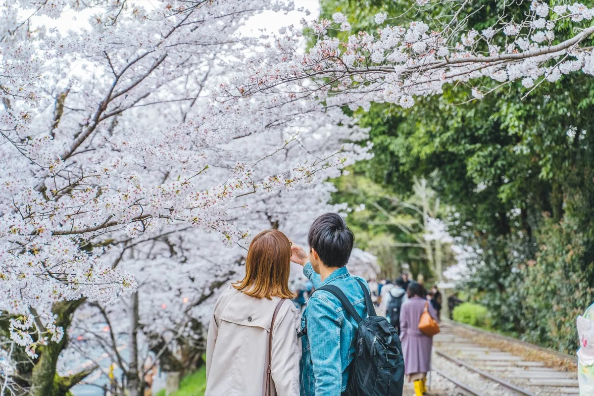 桜並木を歩くふたりの後ろ姿
